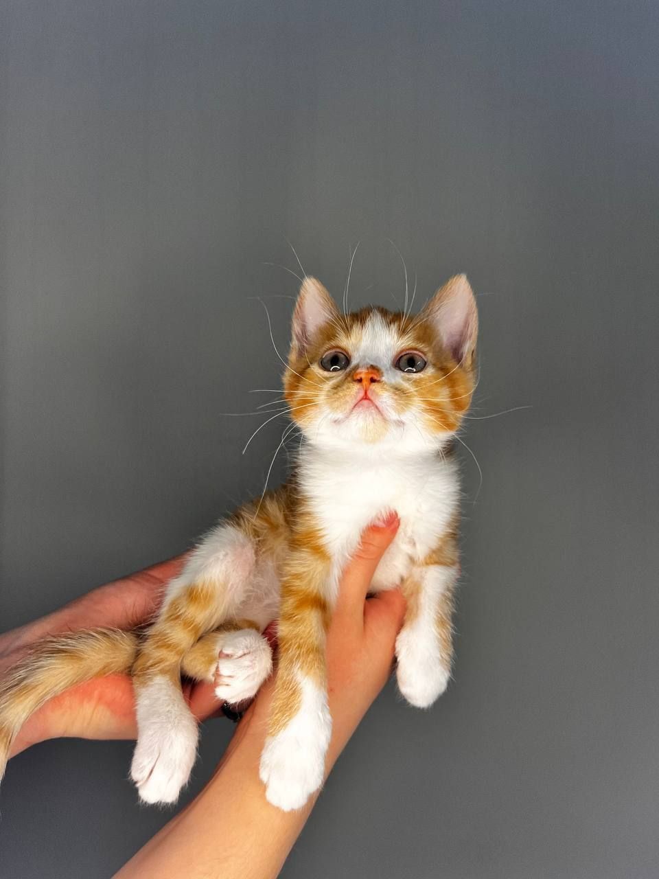 кошенята хлопчики