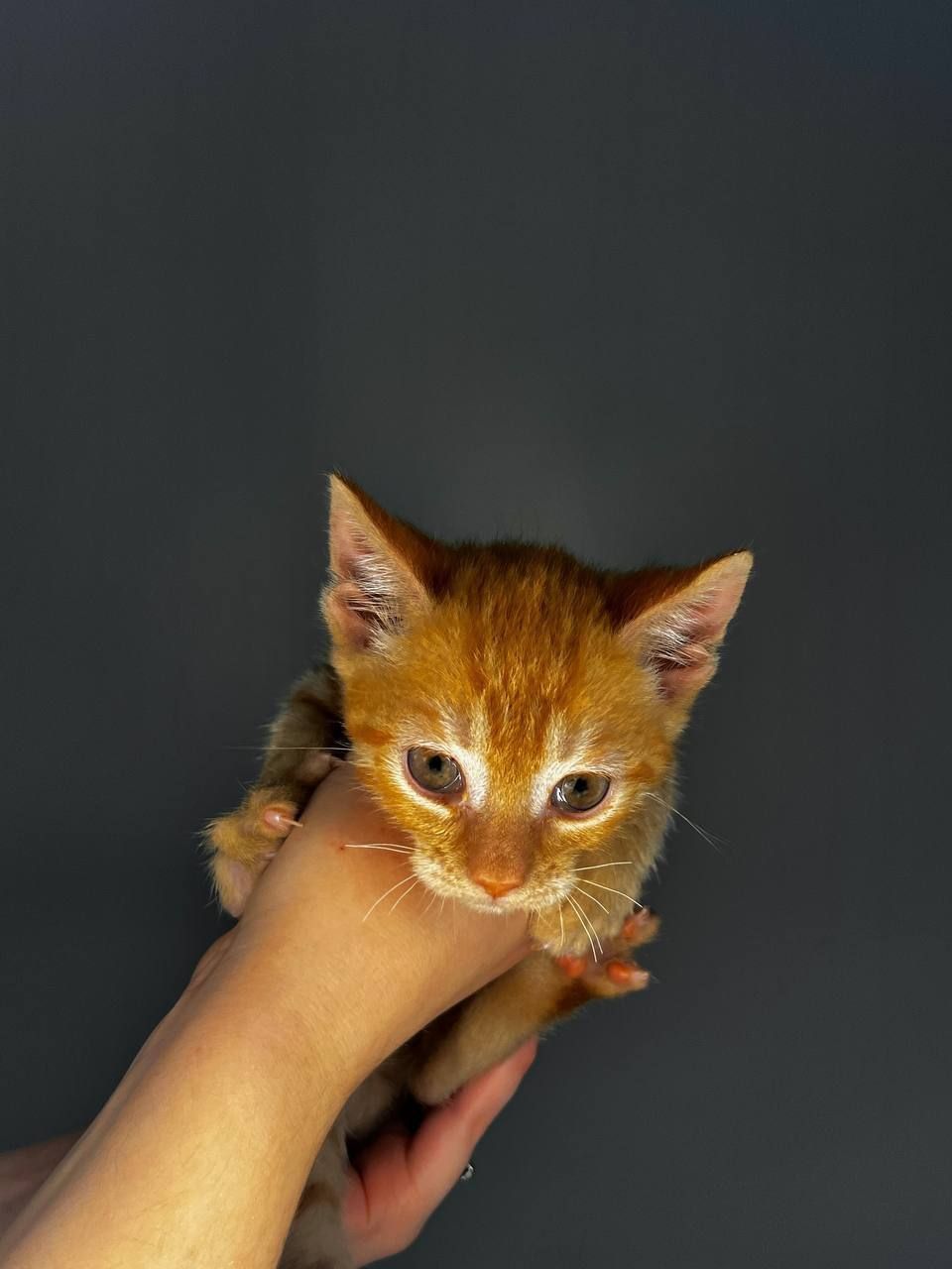 кошенята хлопчики