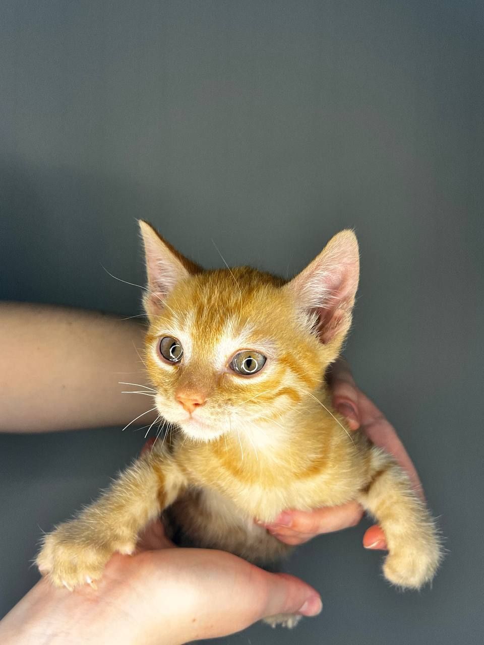 кошенята хлопчики