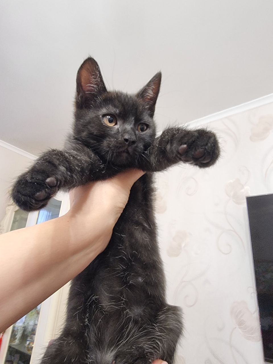 кошенята хлопчики