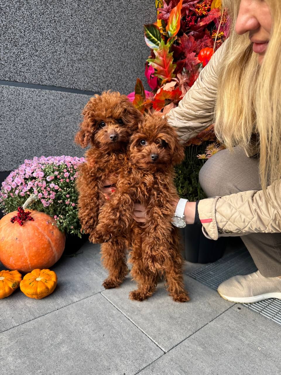 Щенки ТОЙ ПУДЕЛЬ Ред Брун