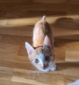 кошенята хлопчики