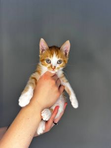 кошенята хлопчики