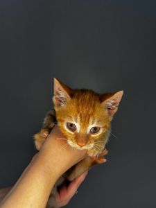 кошенята хлопчики