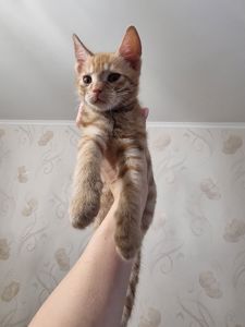 кошенята хлопчики