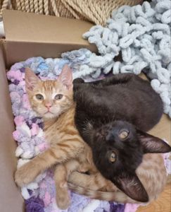 кошенята хлопчики