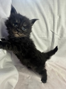 Кишенята Мейн кун Львів