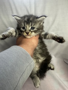 Кишенята Мейн кун Львів