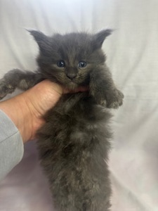 Кишенята Мейн кун Львів