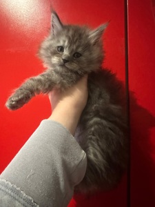 Кишенята Мейн кун Львів