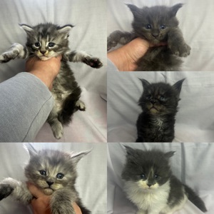 Кишенята Мейн кун Львів