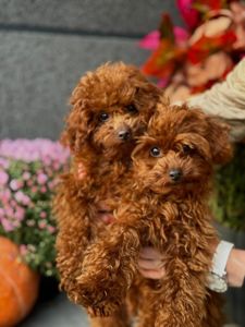 Щенки Мальтипу Ред Брун