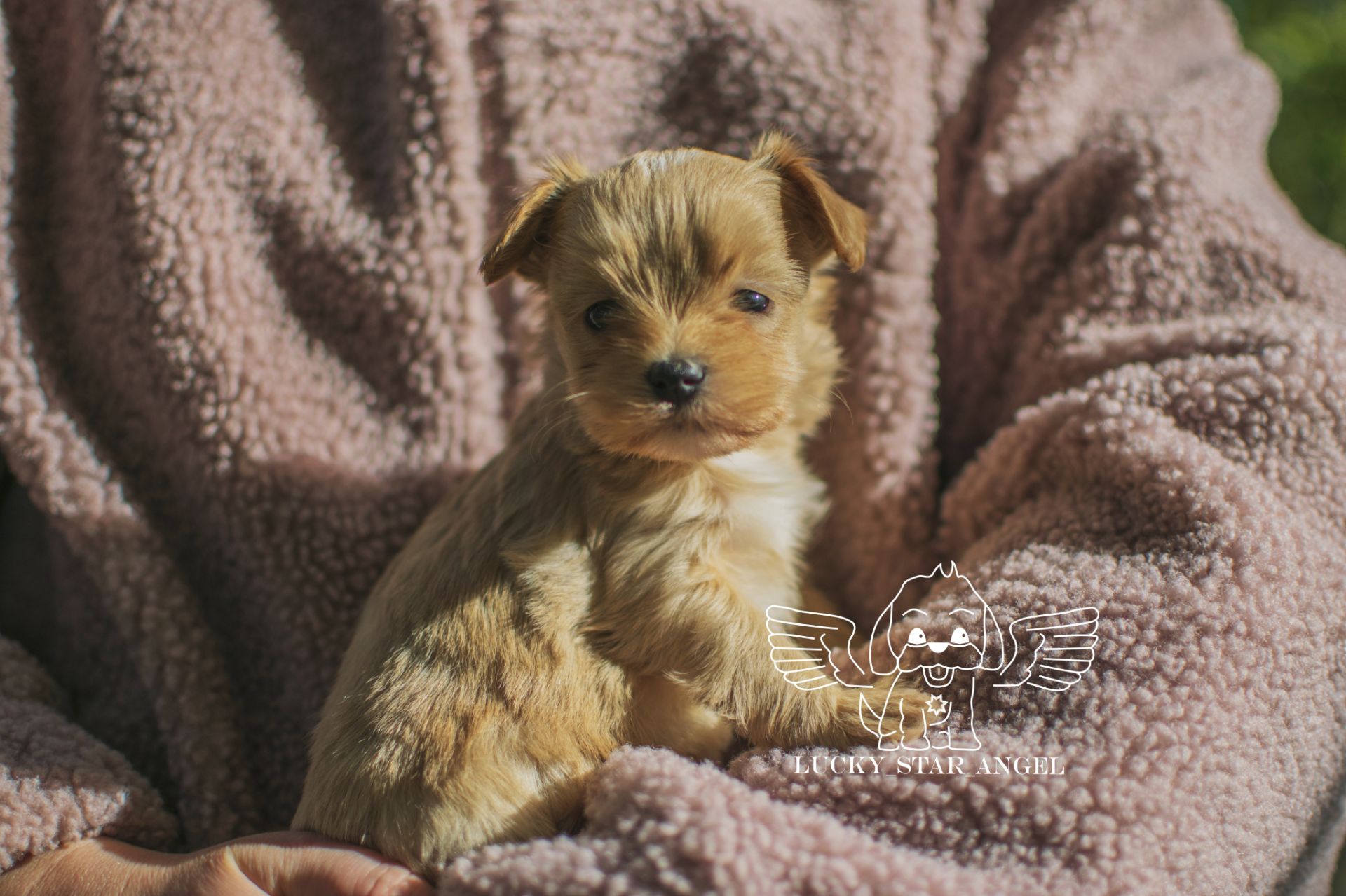 Міні розмір крові Китай