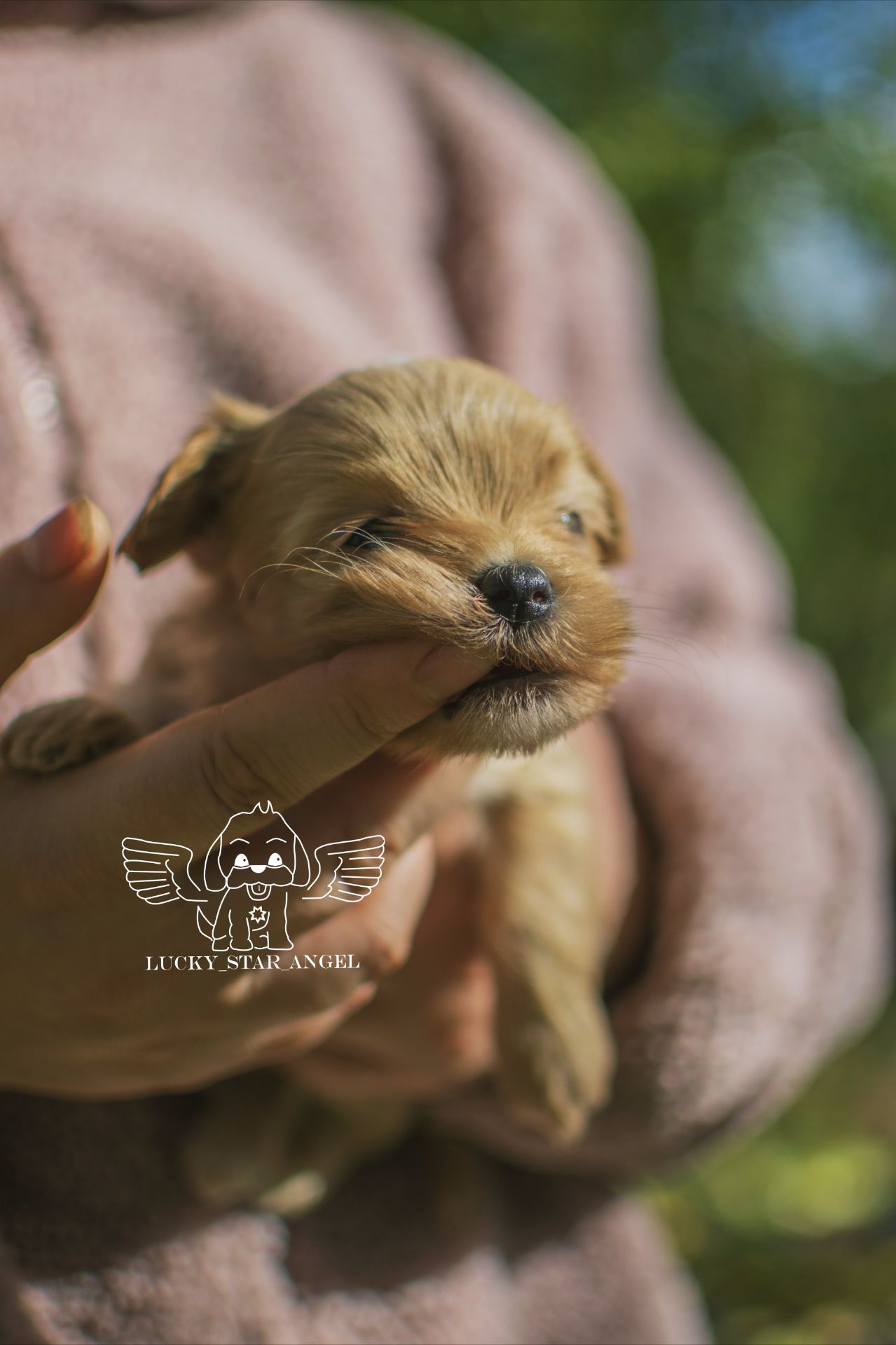 Міні розмір крові Китай