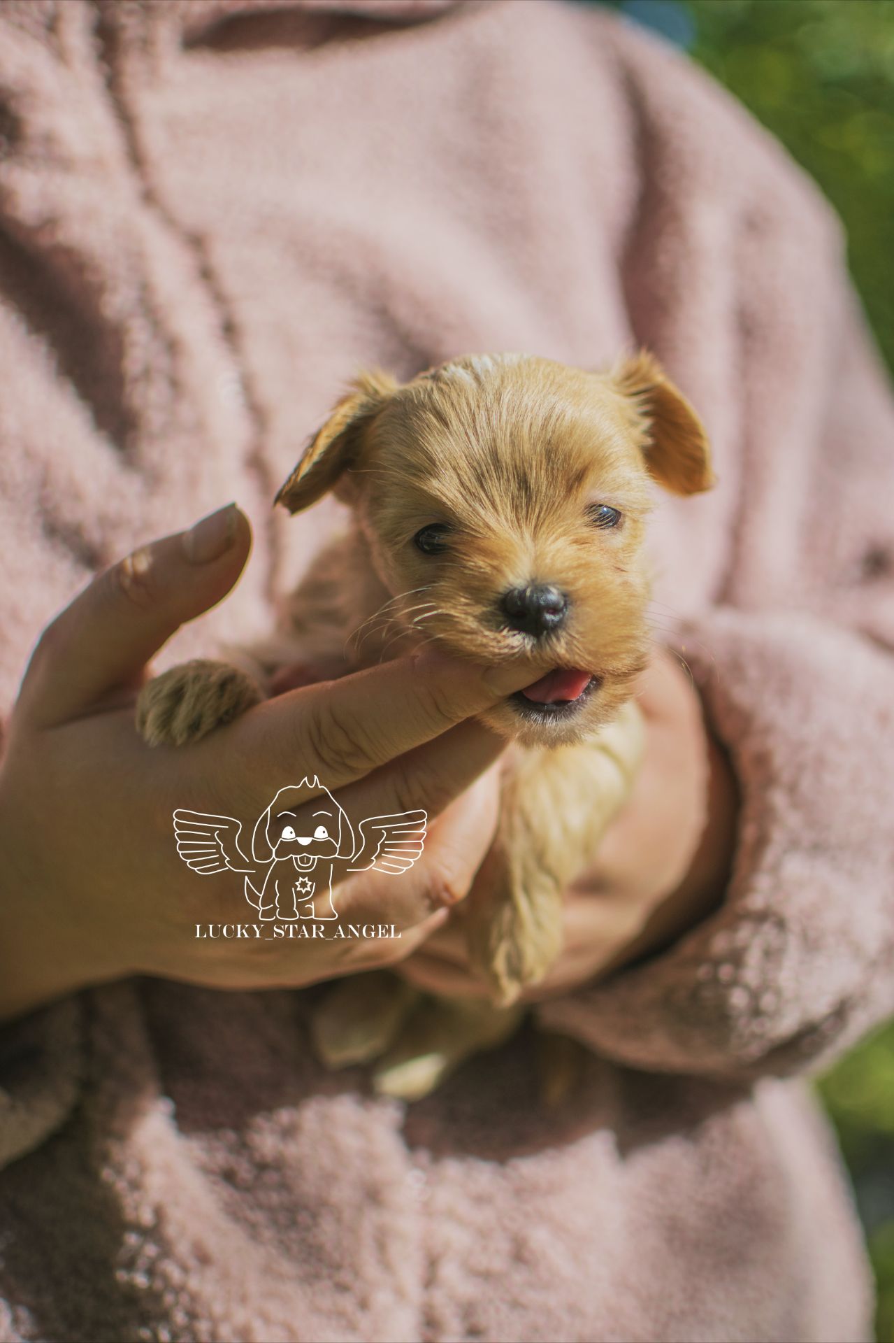 Міні розмір крові Китай