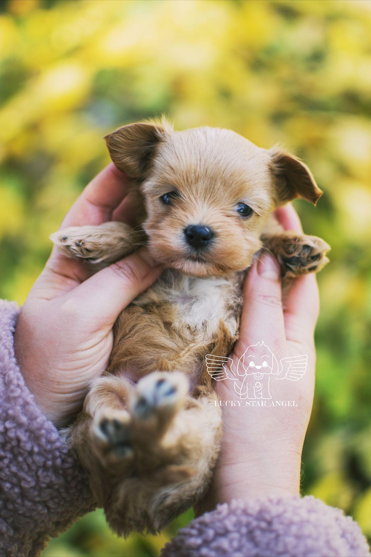 Міні розмір крові Китай