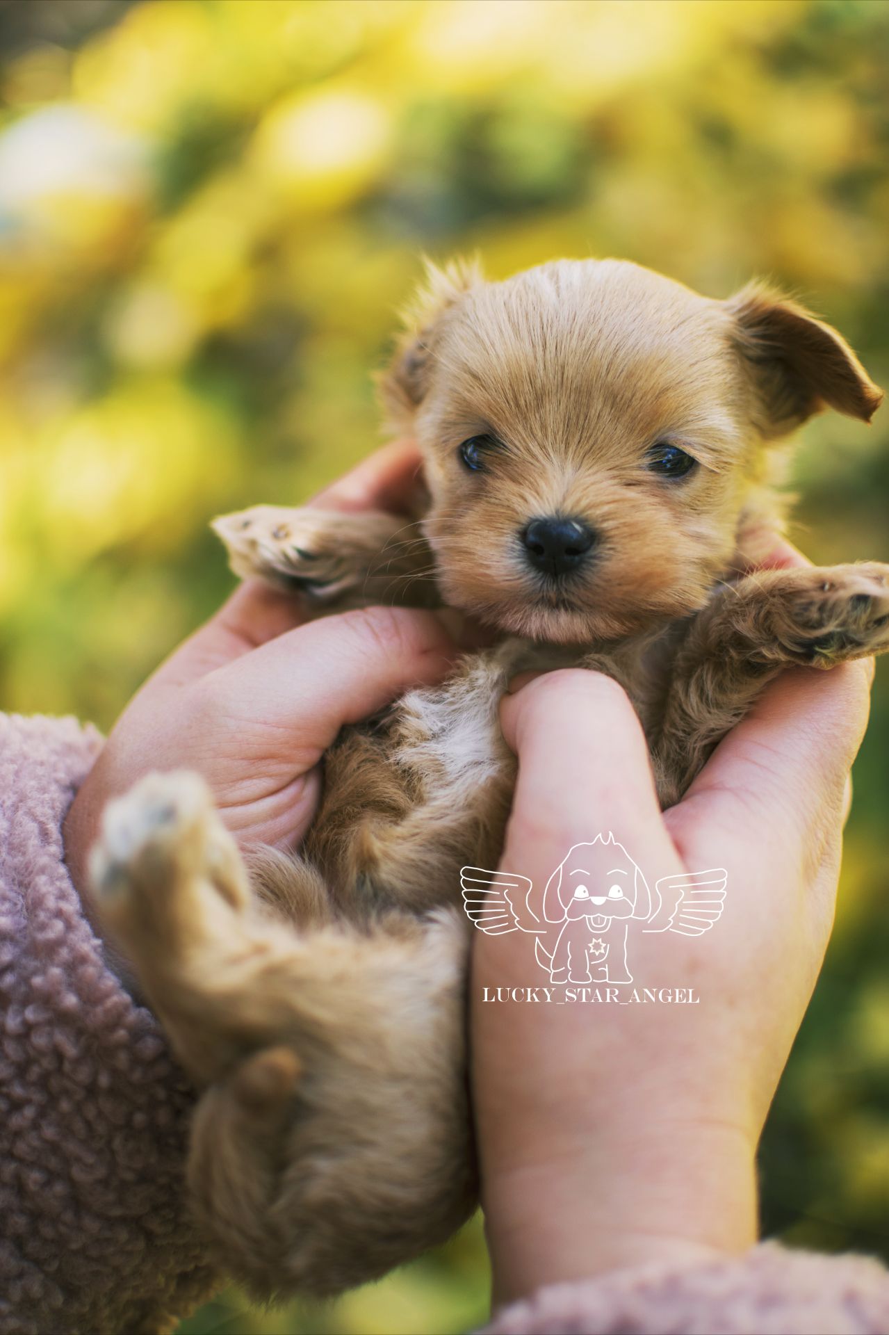 Міні розмір крові Китай