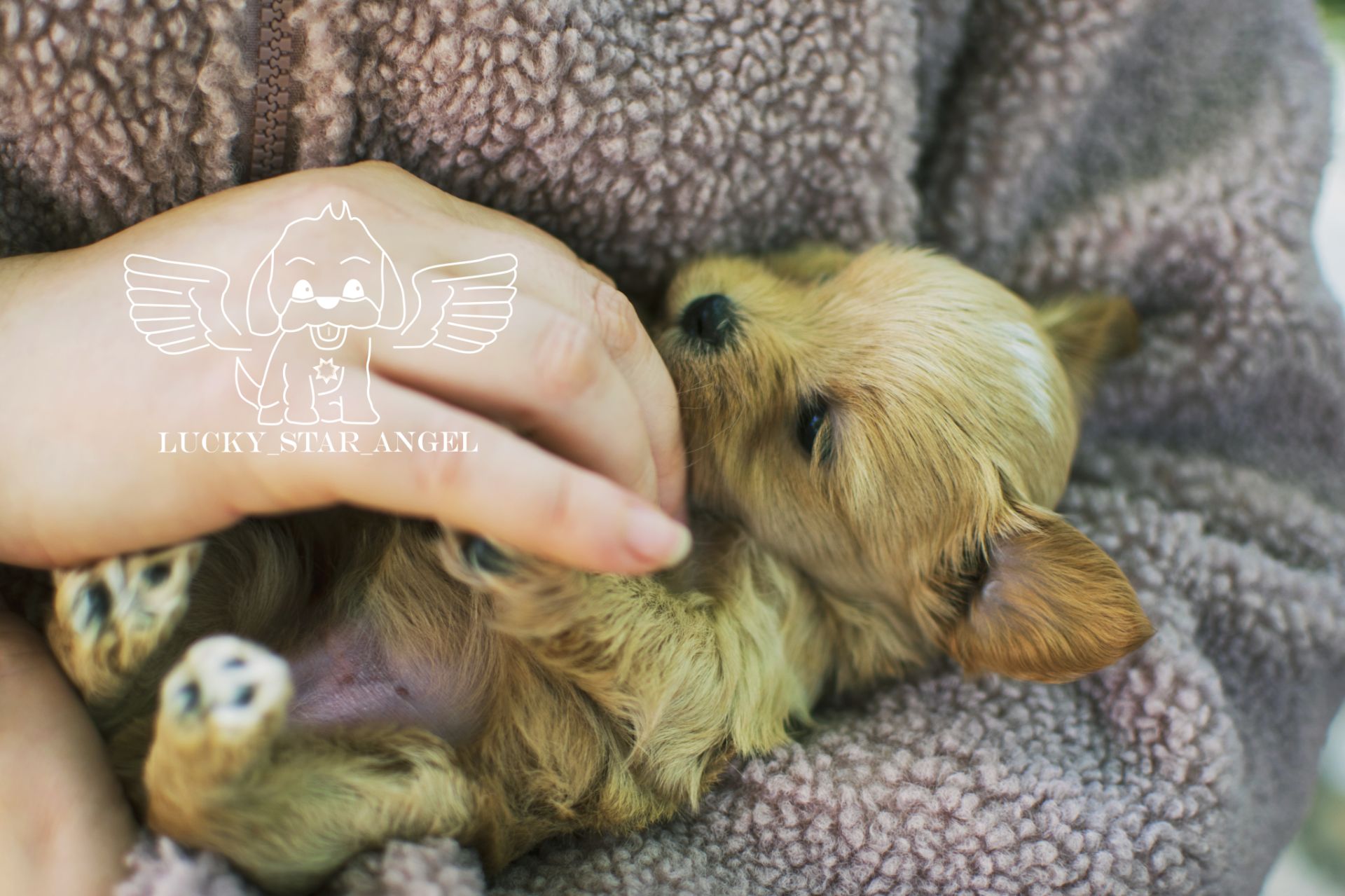 Міні розмір крові Китай