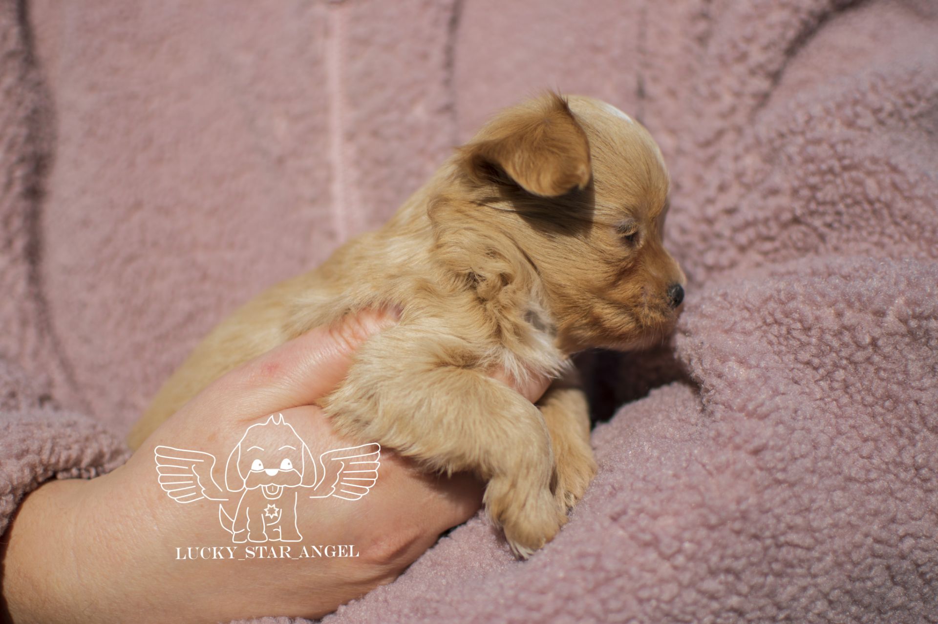 Міні розмір крові Китай