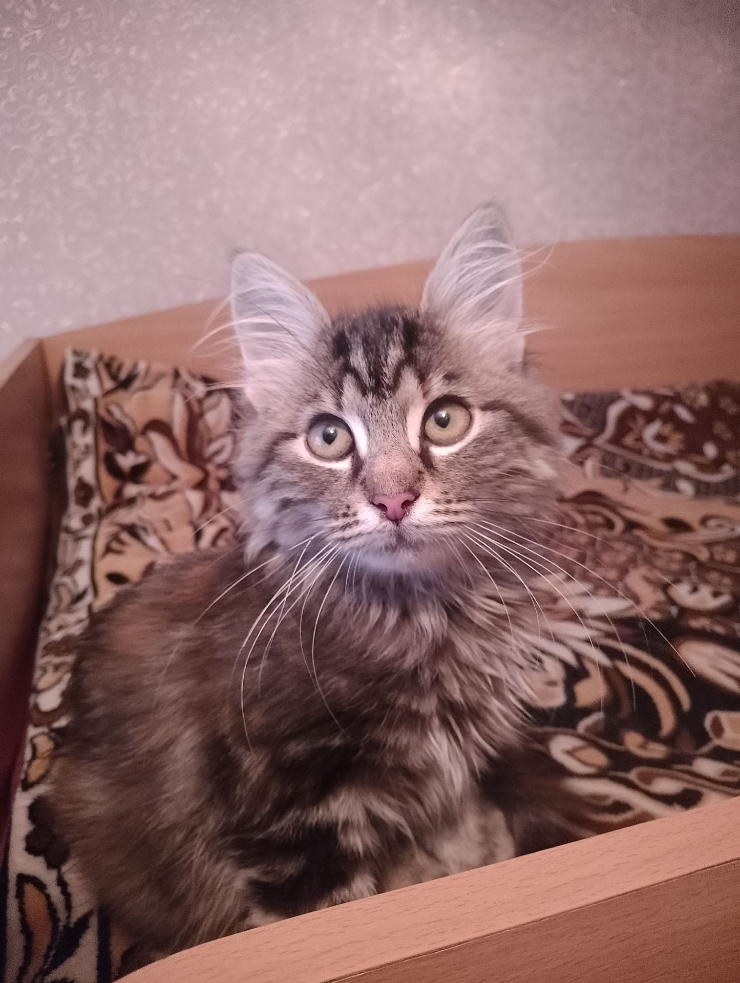 Котенок мейн-кун