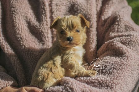 Міні розмір крові Китай