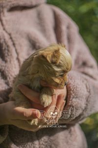 Міні розмір крові Китай