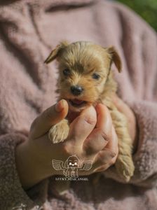 Міні розмір крові Китай