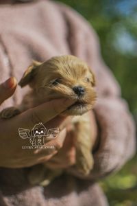 Міні розмір крові Китай