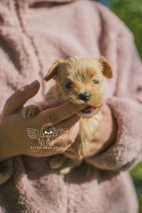 Міні розмір крові Китай