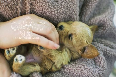 Міні розмір крові Китай