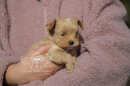 Міні розмір крові Китай