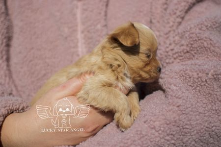 Міні розмір крові Китай