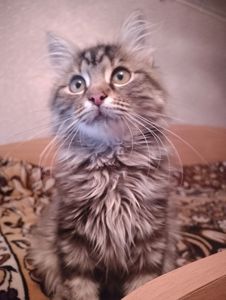 Котенок мейн-кун