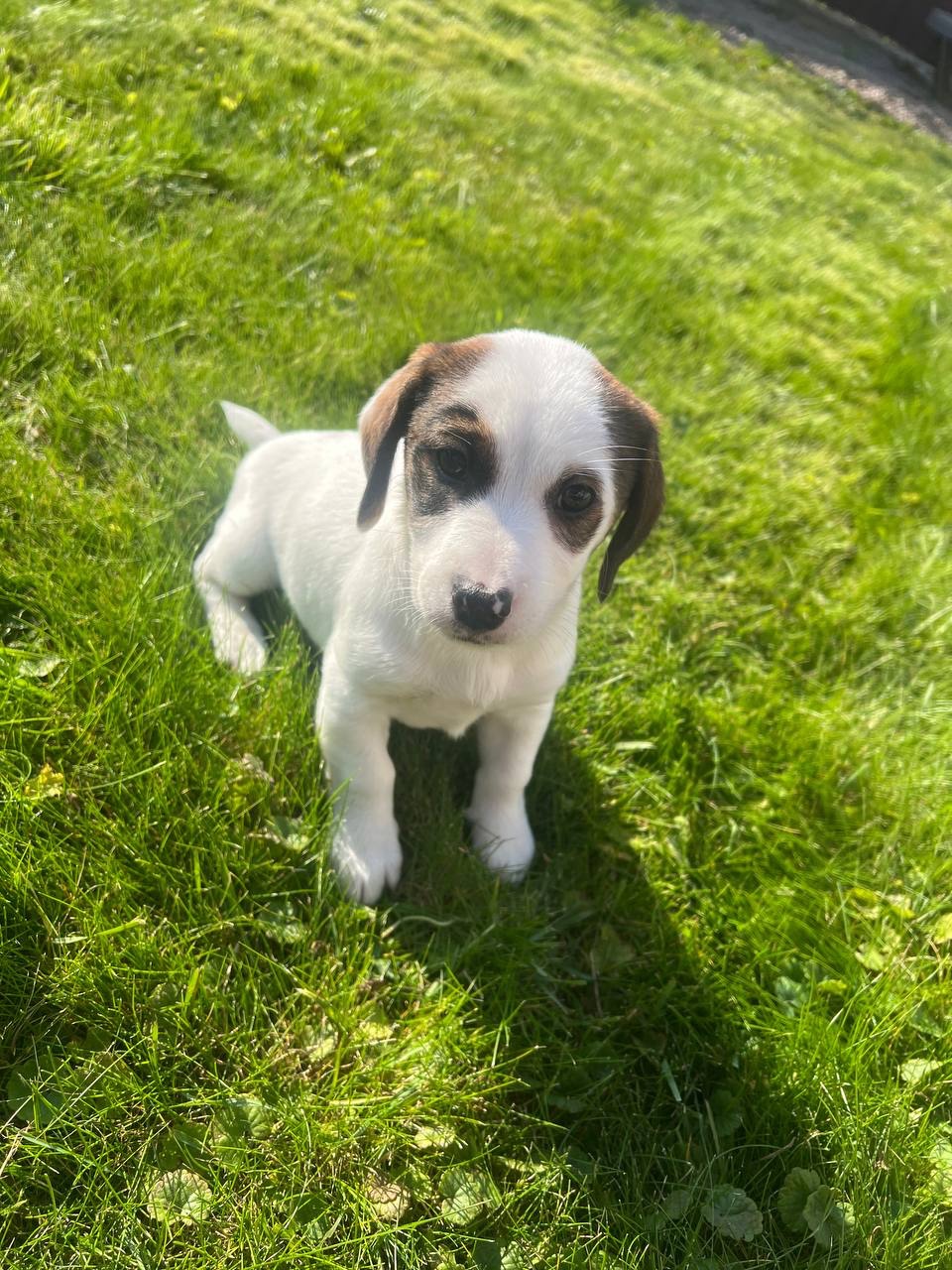 цуценя джек рассела