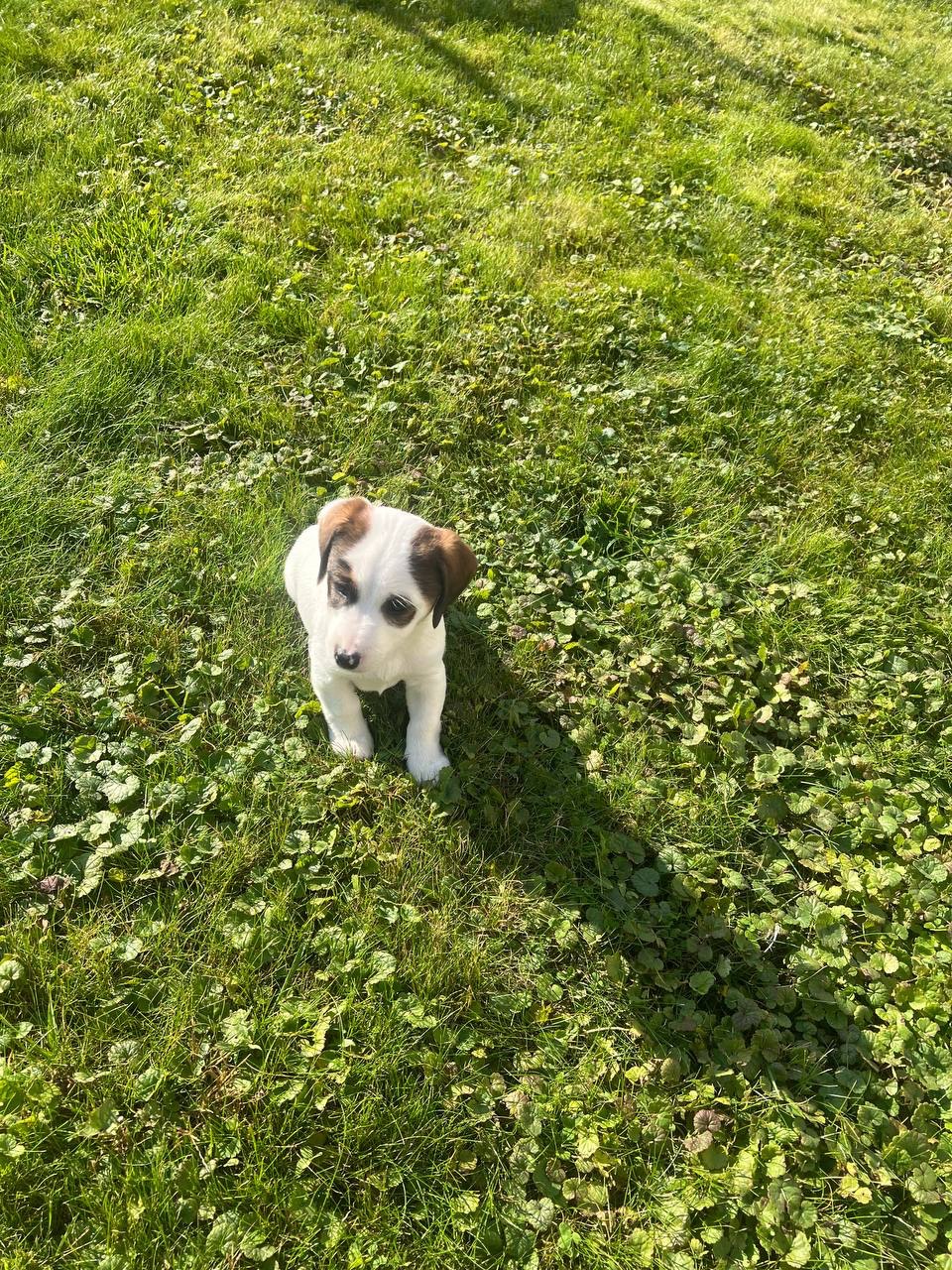 цуценя джек рассела