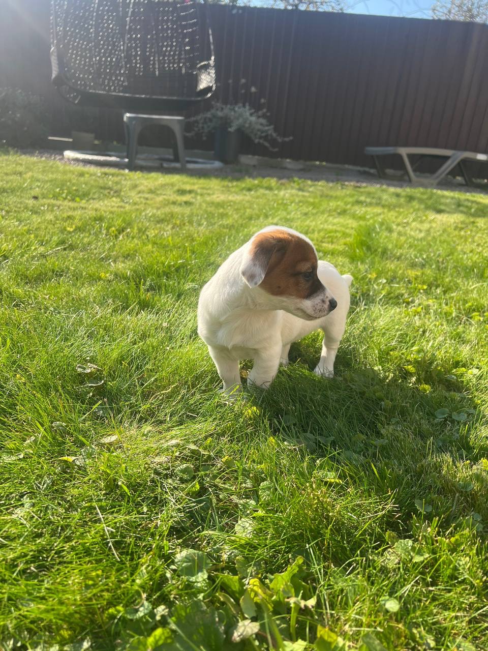 цуценя джек рассела