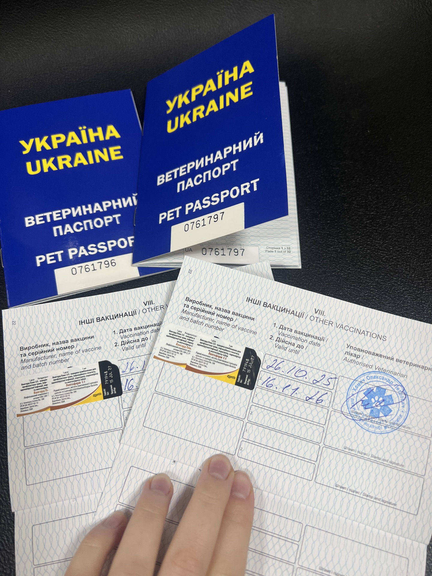 цуценя джек рассела