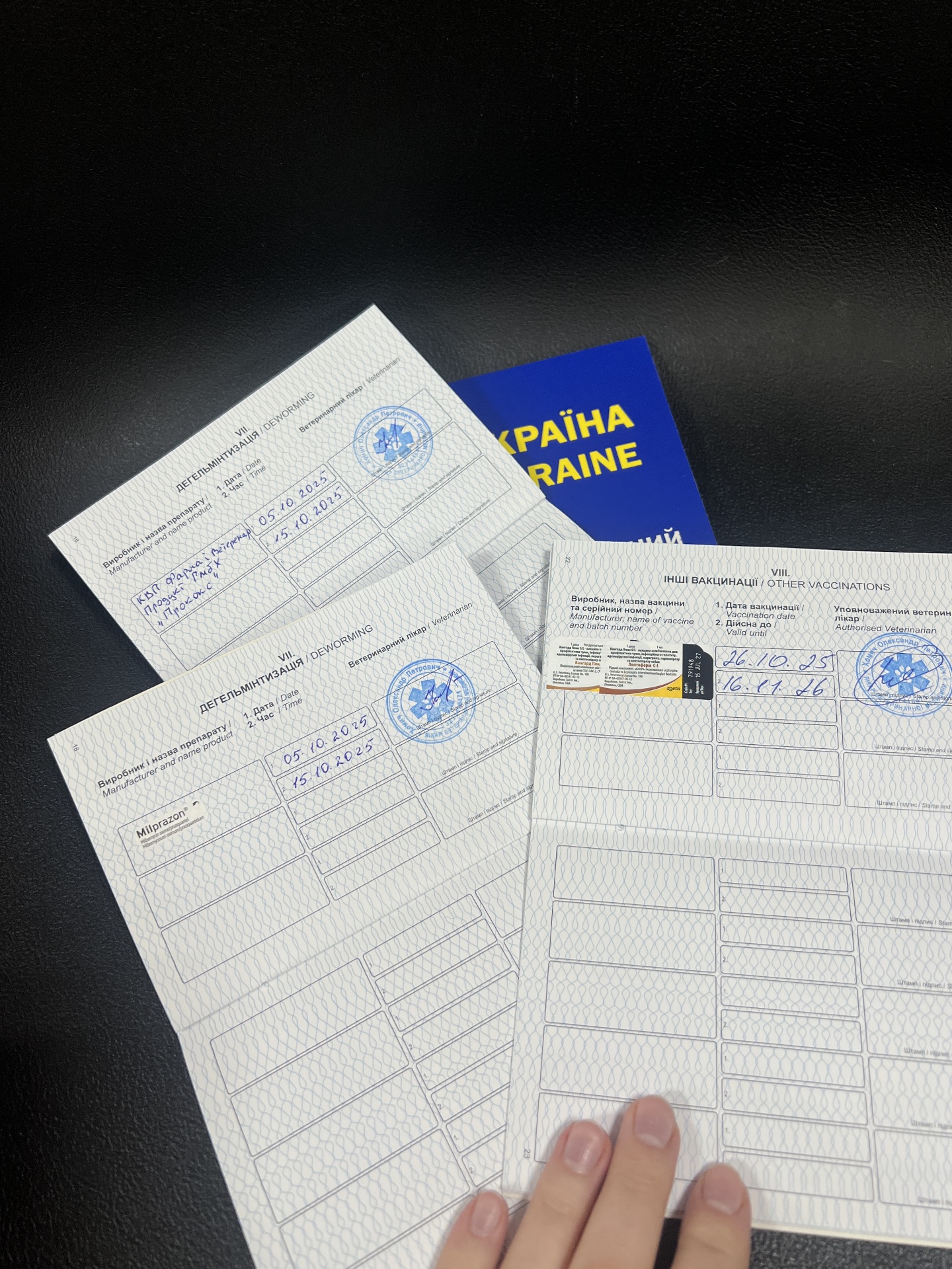 цуценя джек рассела