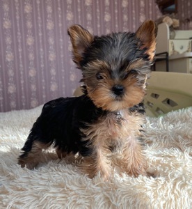 Цуценята йоркширського терєра