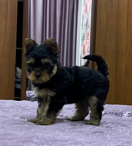 Цуценята йоркширського терєра