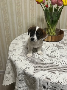 цуценя джек рассела