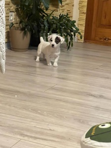 цуценя джек рассела