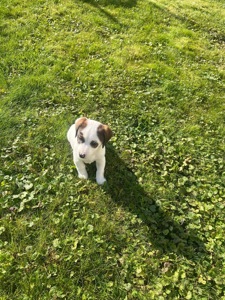 цуценя джек рассела