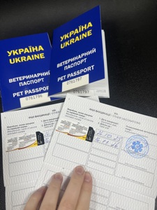 цуценя джек рассела