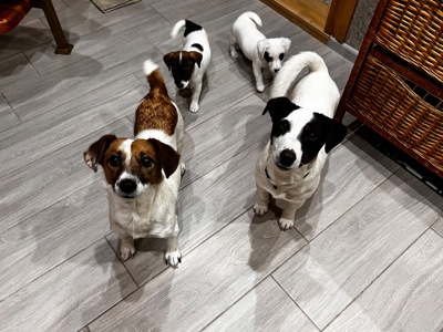 цуценя джек рассела