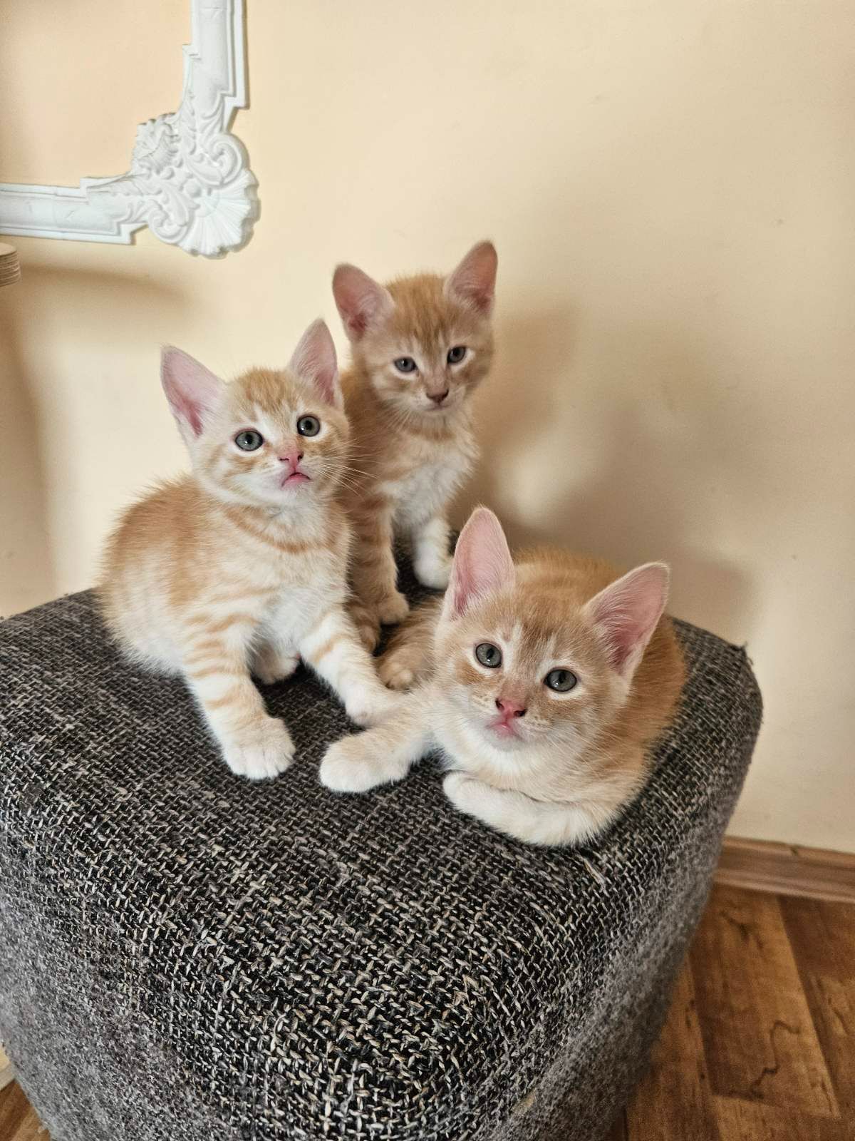 Отдам котят безплатно