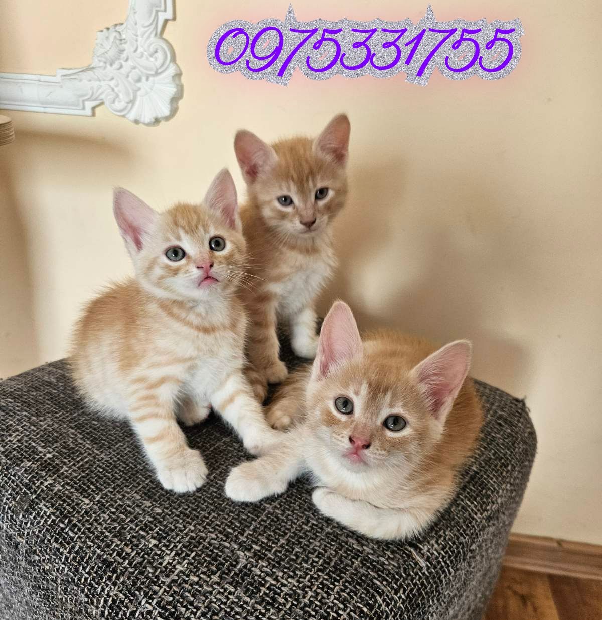 Отдам котят безплатно