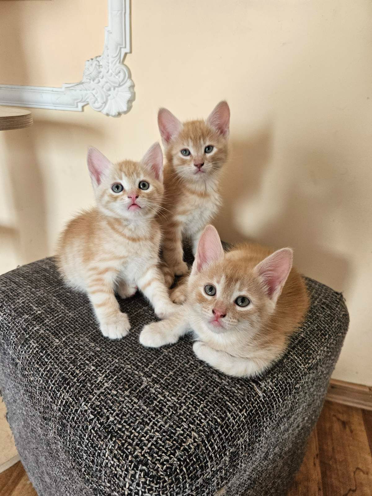 Отдам котят безплатно