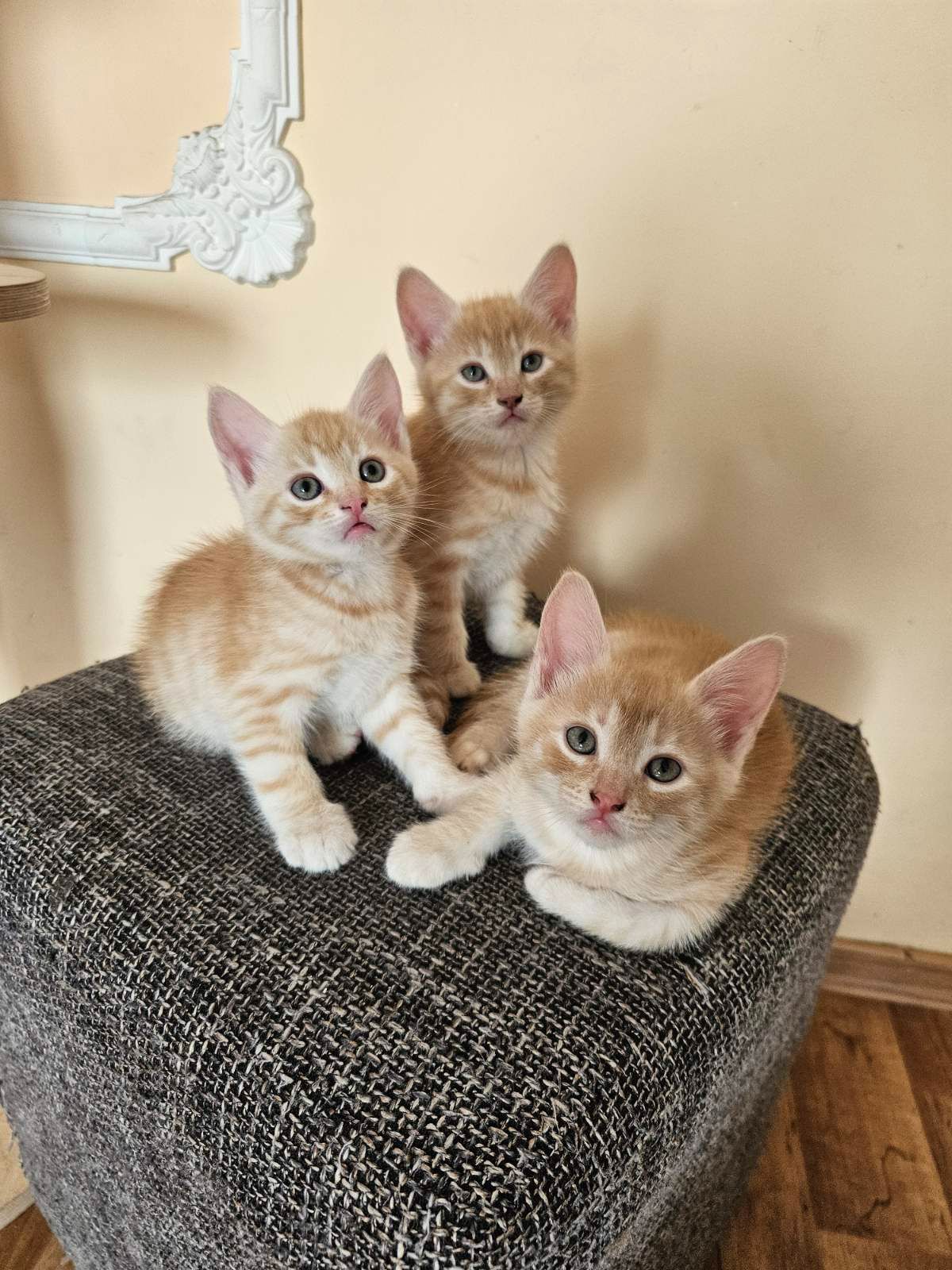 Отдам котят безплатно