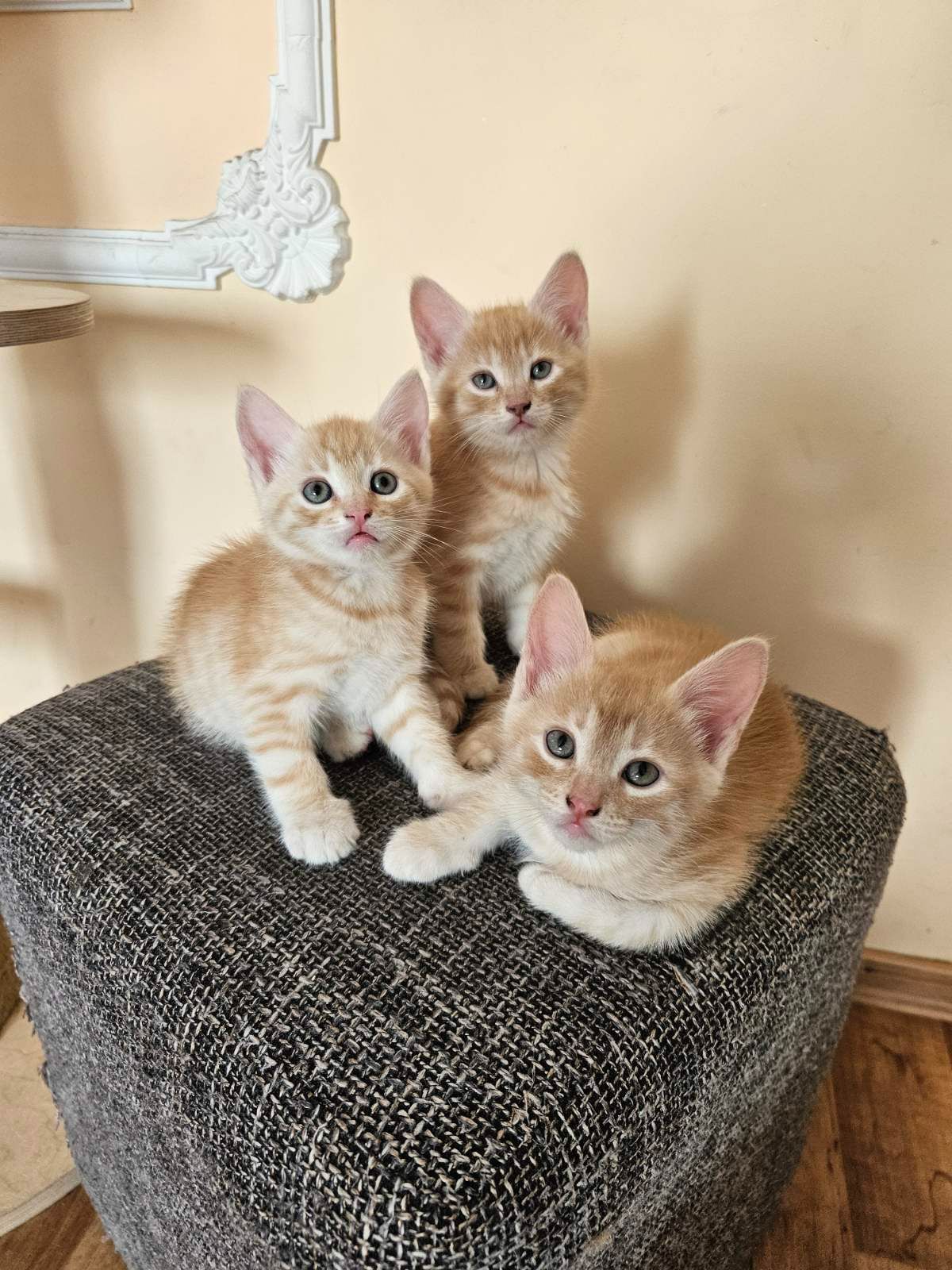 Отдам котят безплатно